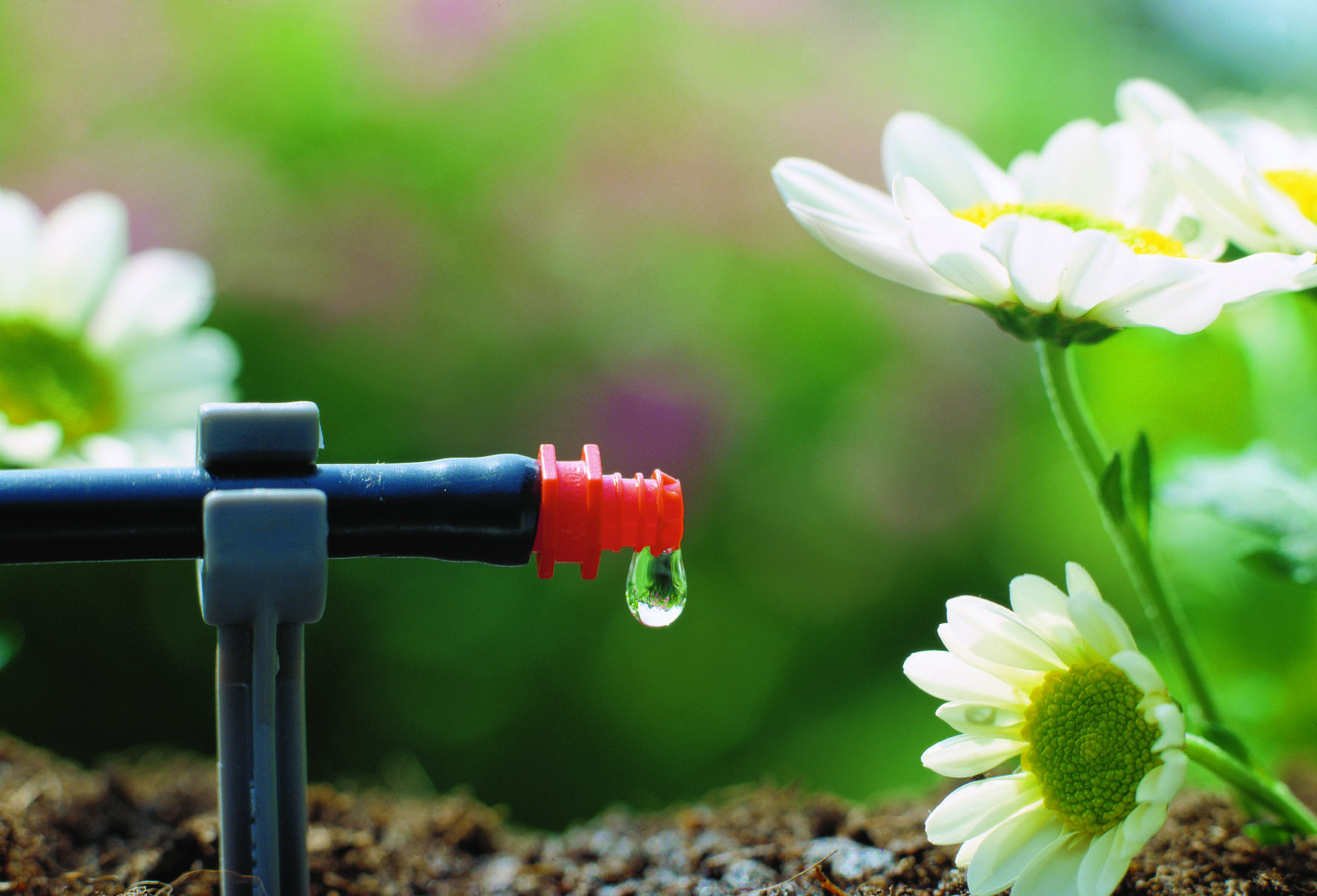 the-6-rules-for-watering-your-plants-bluegrass-lawncare