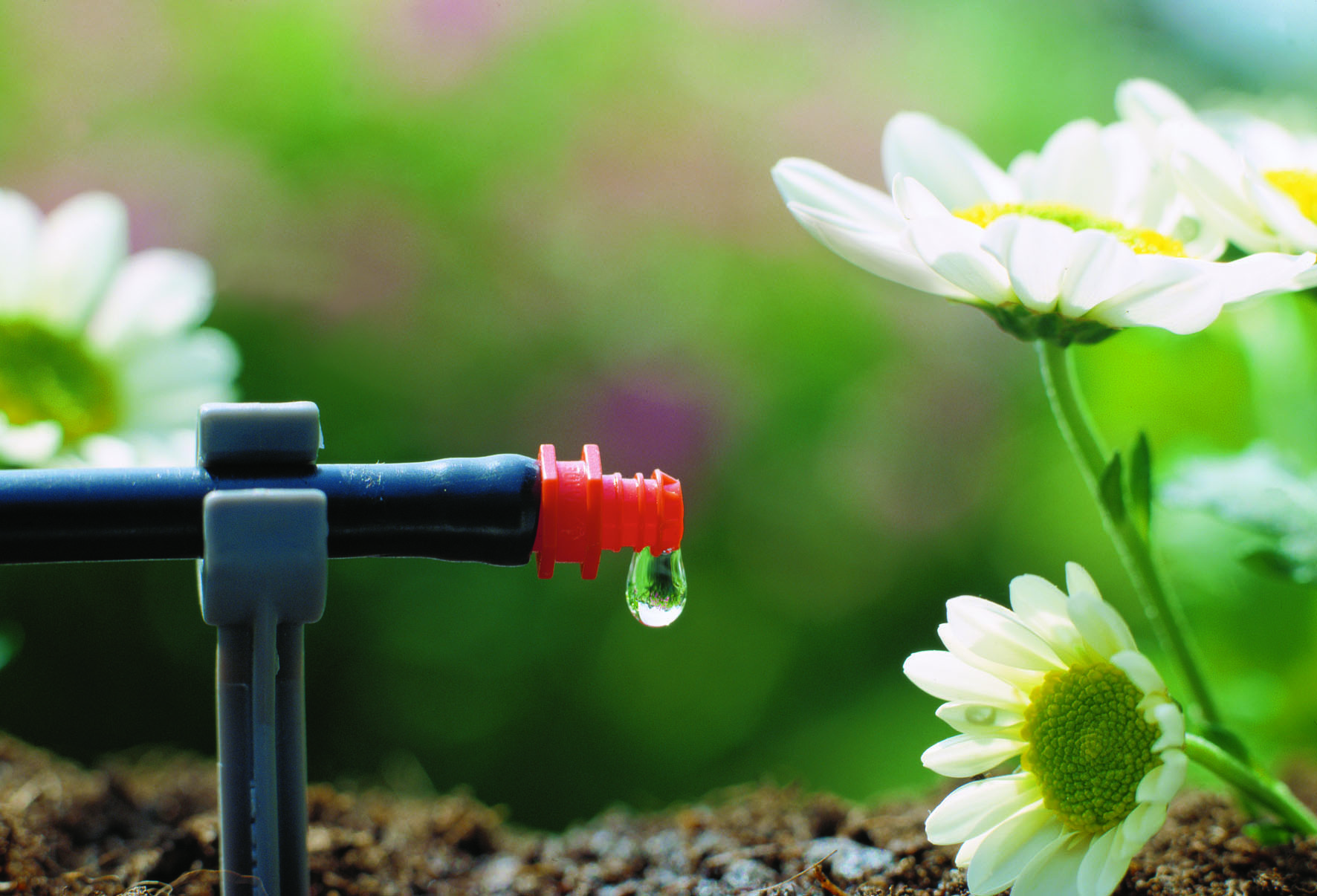 The 6 Rules For Watering Your Plants Bluegrass Lawncare