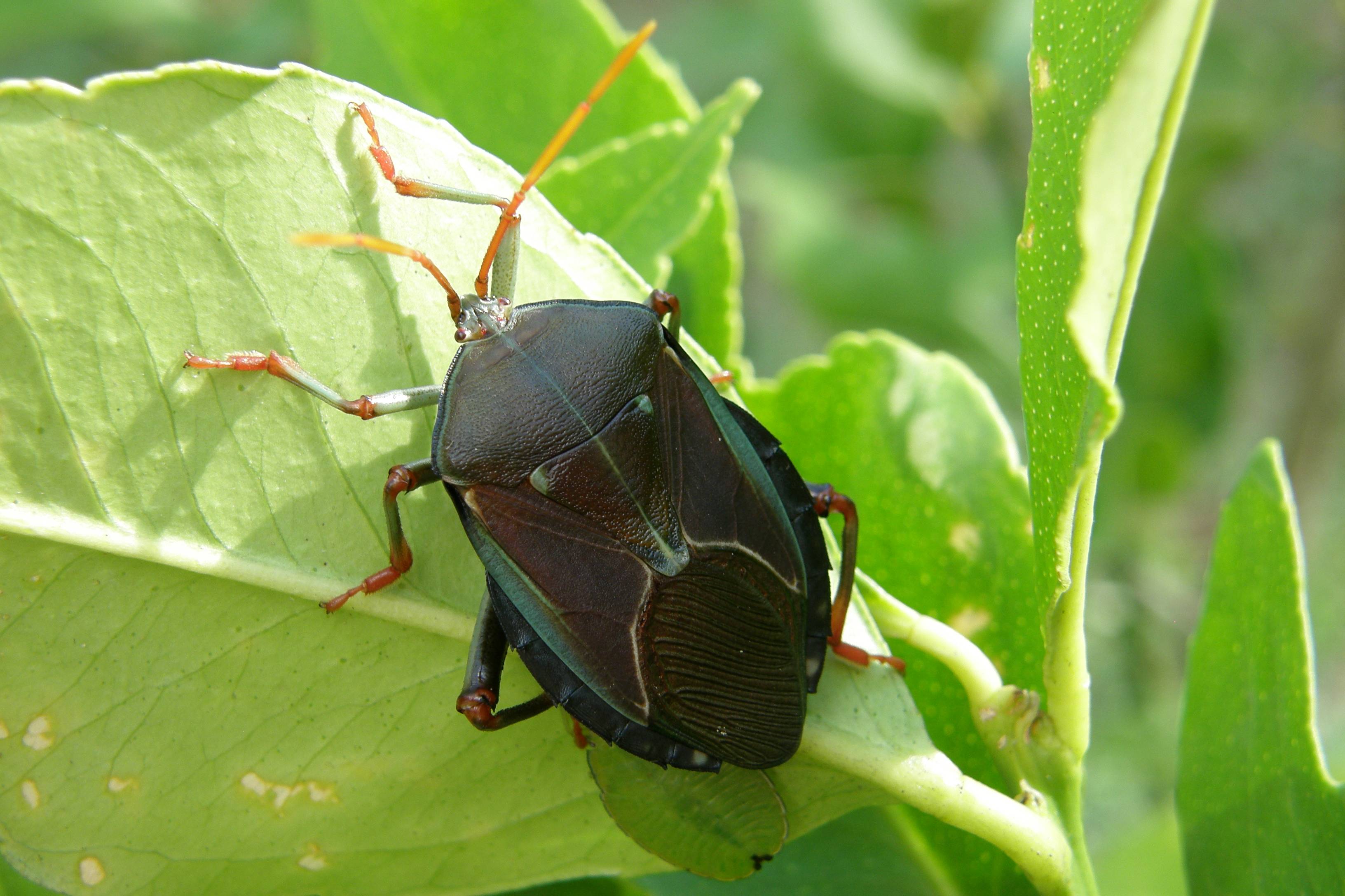 Shrub Insect What’s Bugging You? The Dirt on Tree and Shrub Insect Control ...