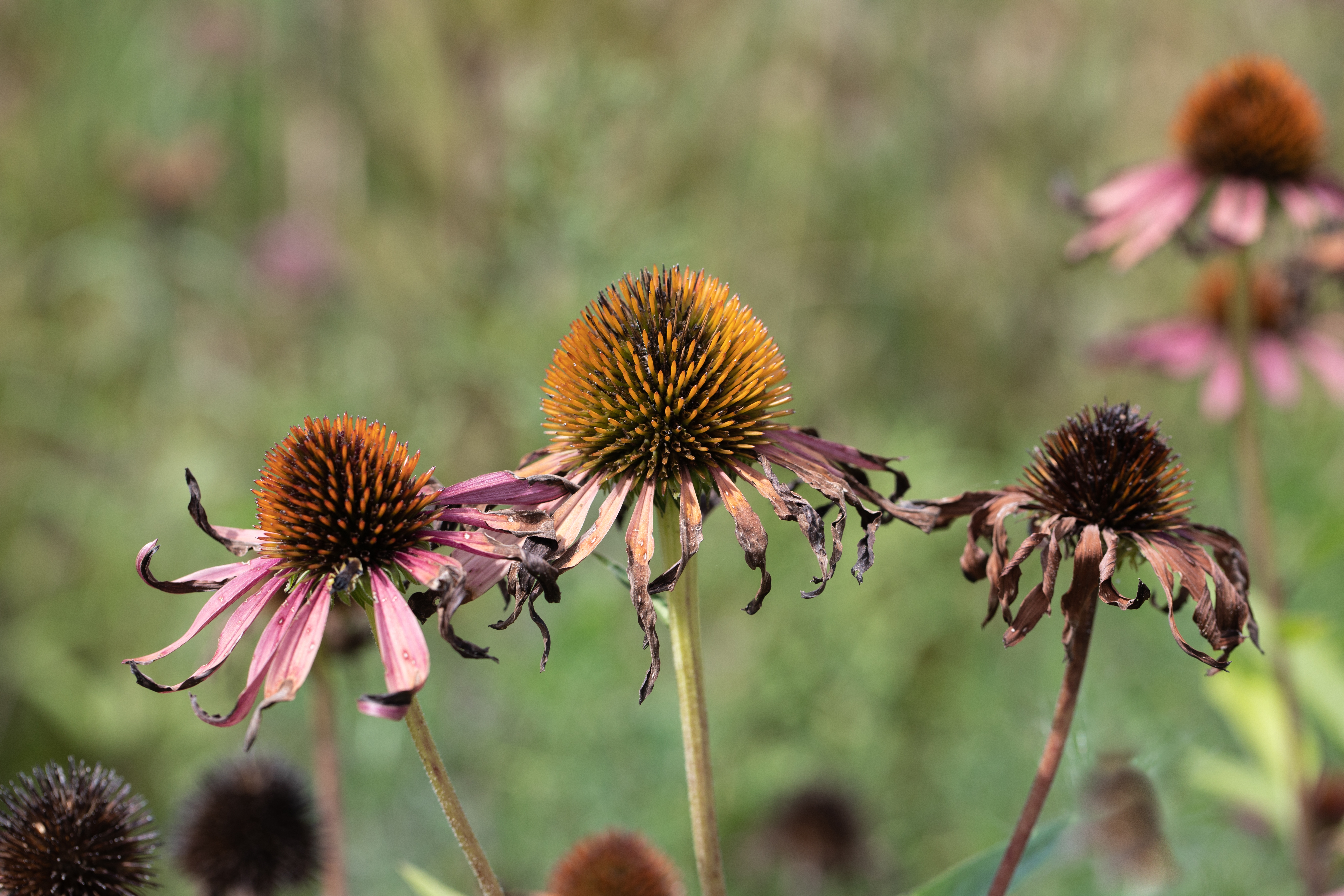 Purple_Coneflower_CourtesyMOBotGarden