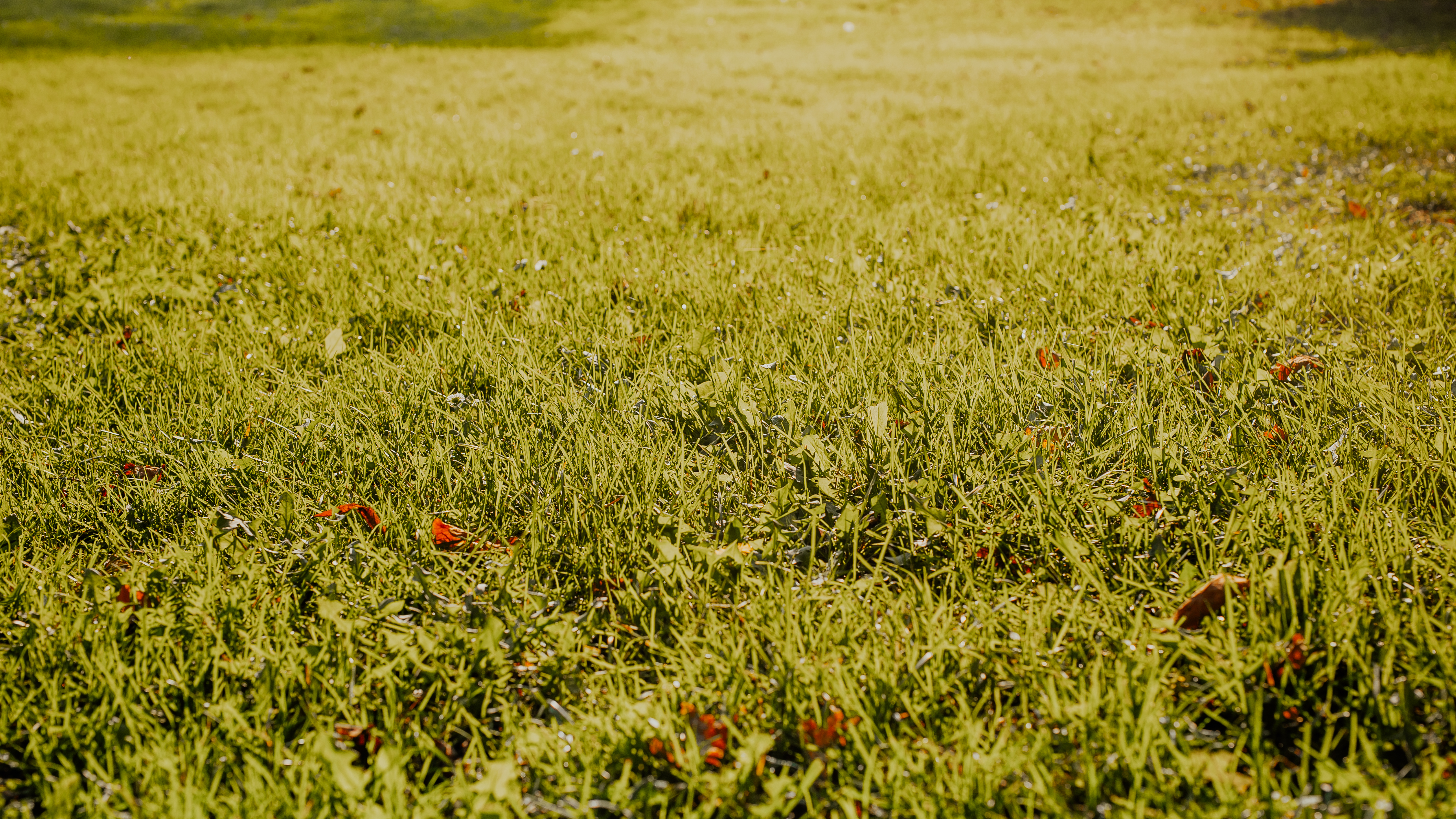 Grass Timmings
