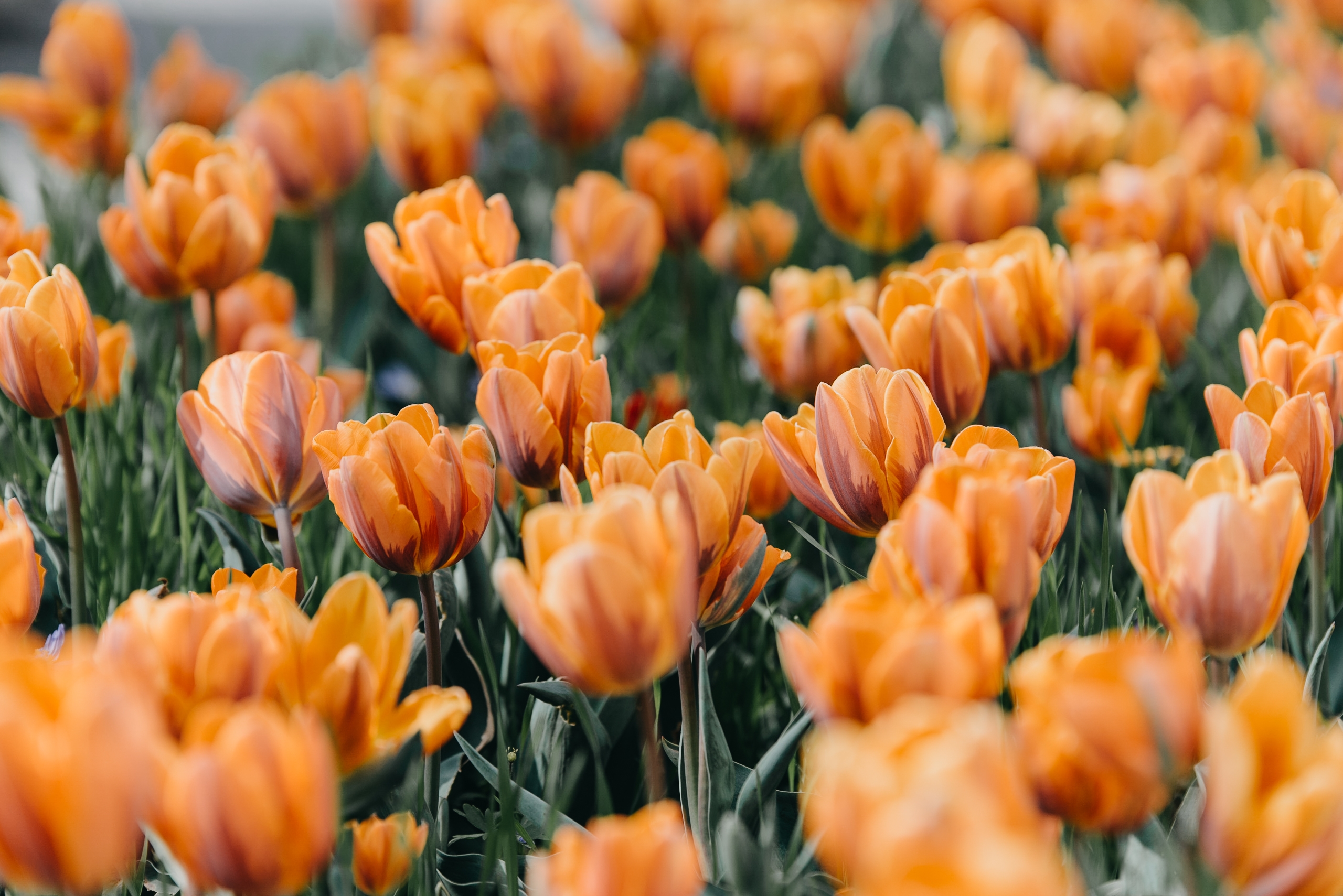 tulip flowers
