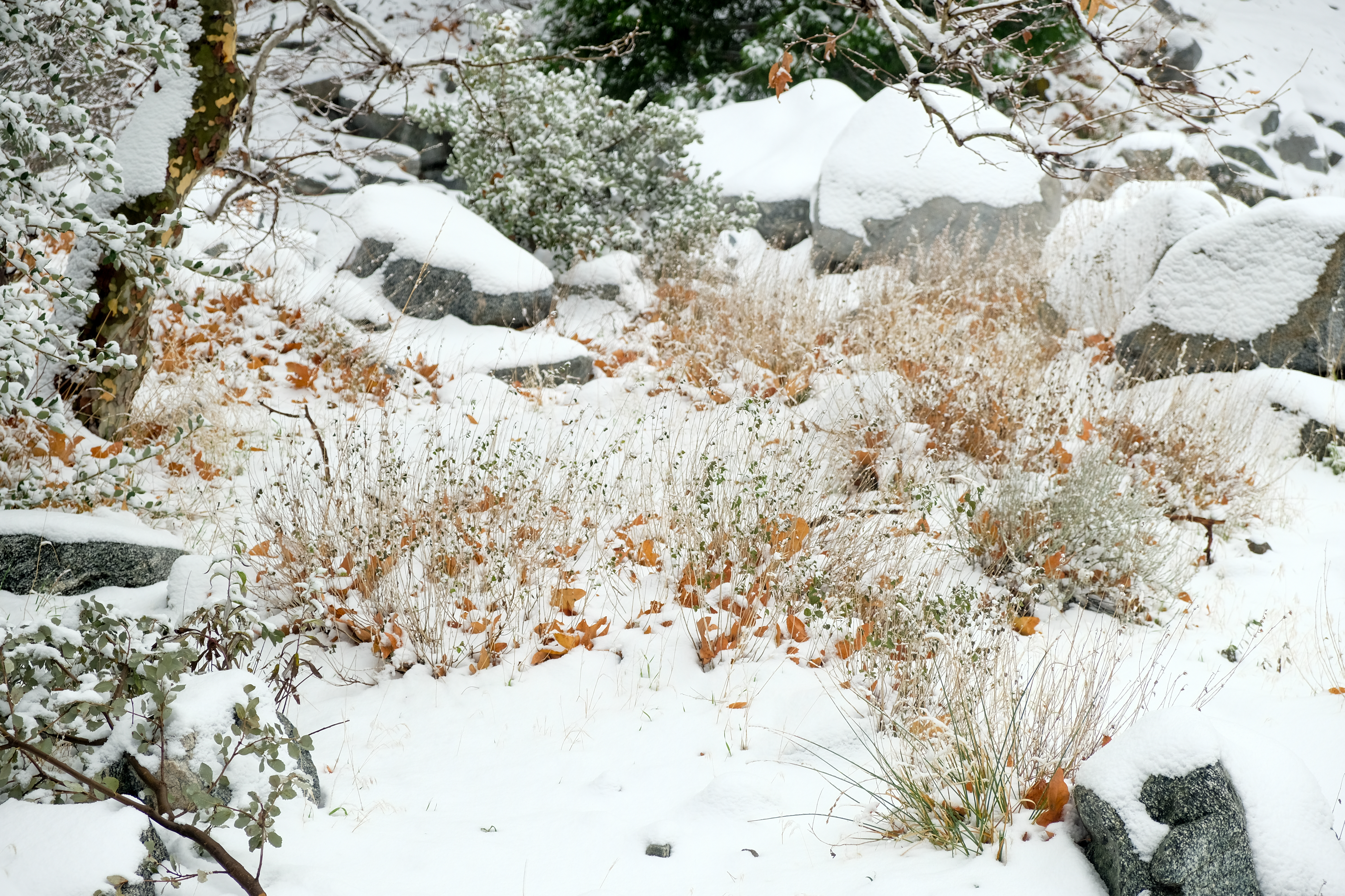 brush and rocks in the winter