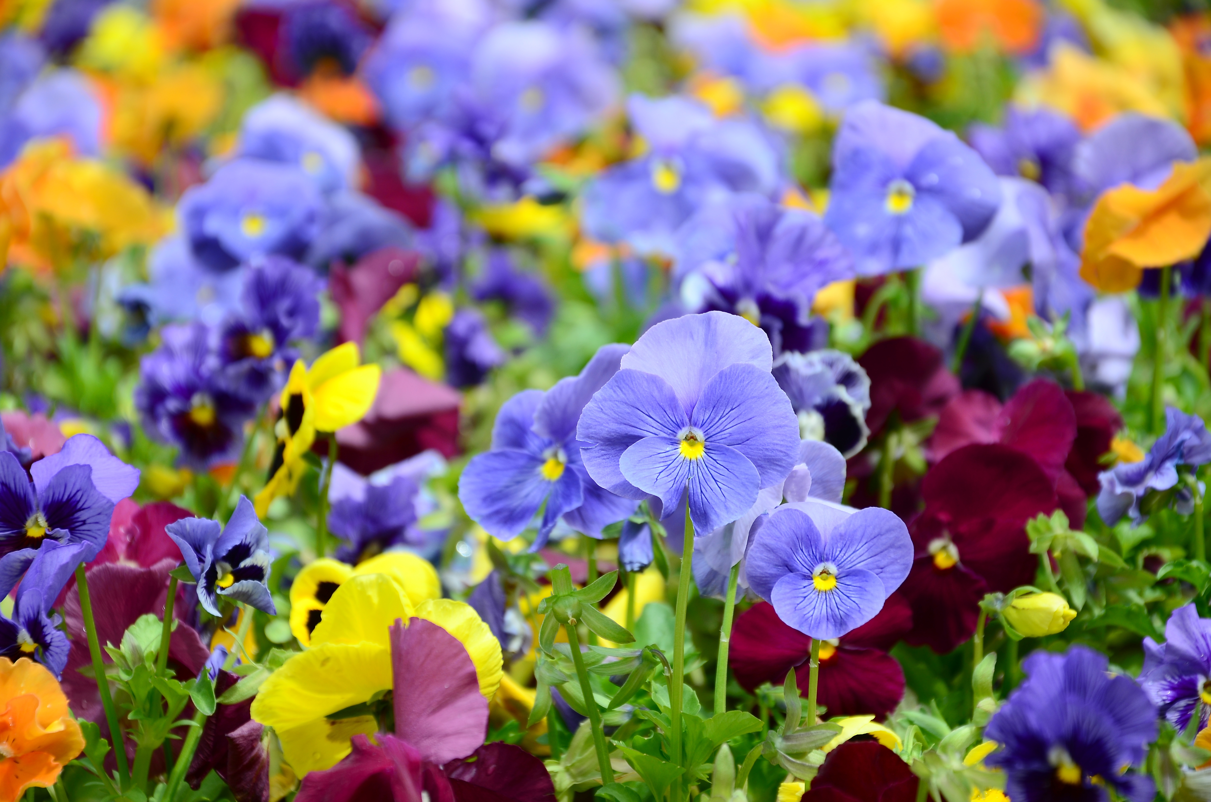 deadheading - flower blooms