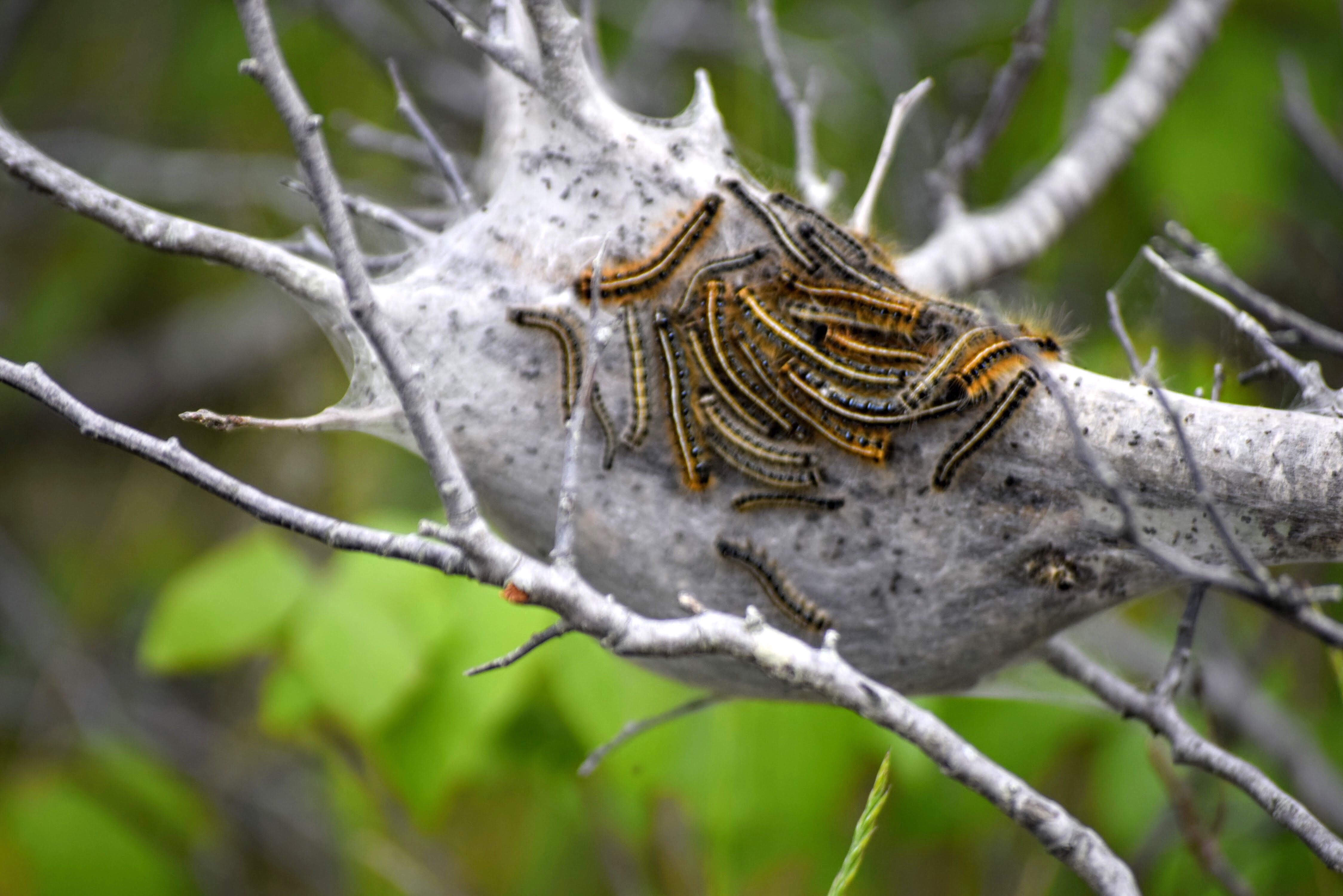 tent caterpillar - Insect Control