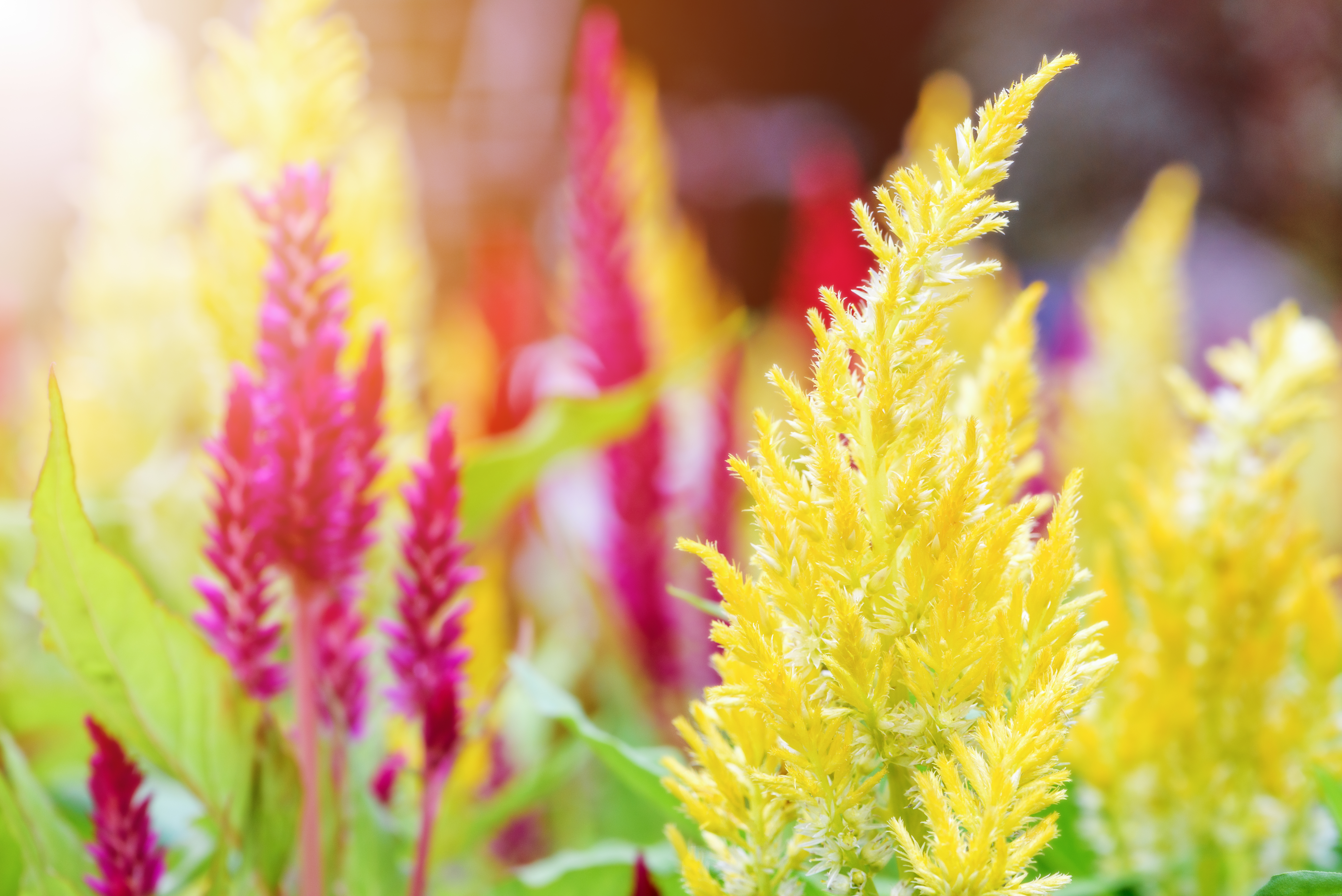 Coleus - Seasonal Color