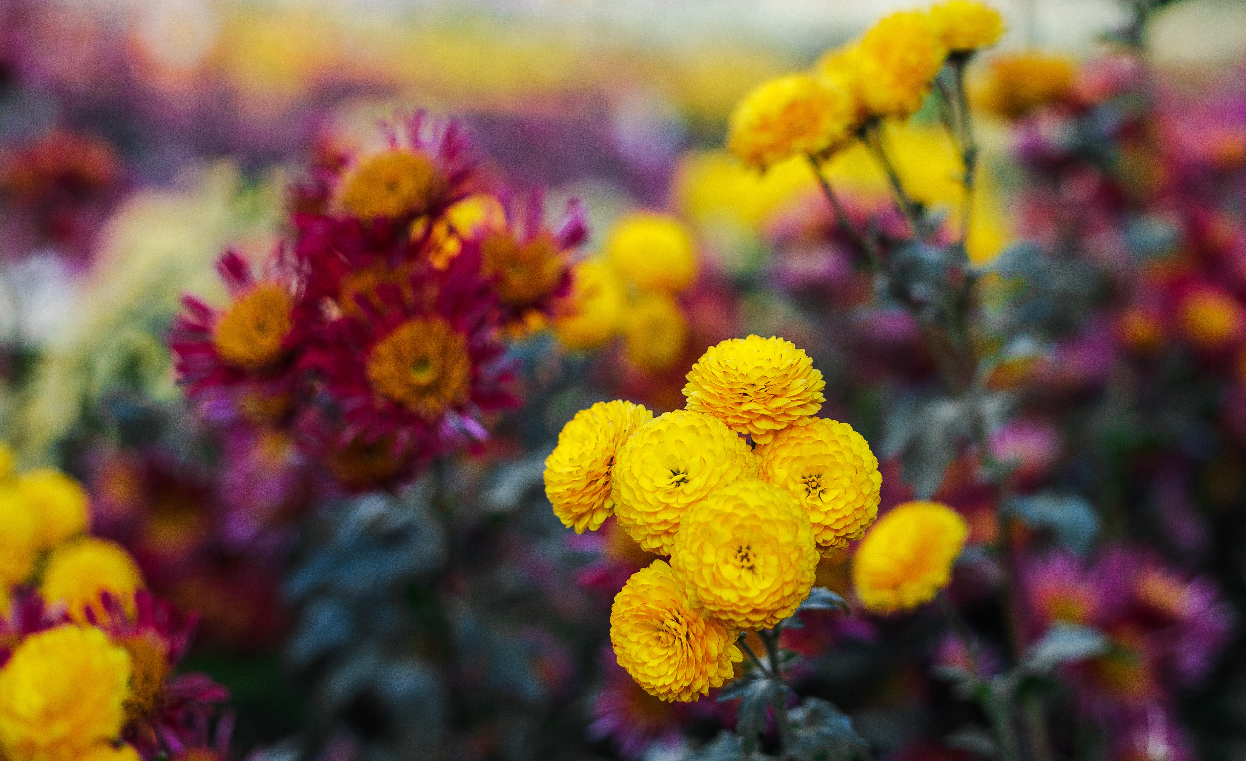 water dry plants