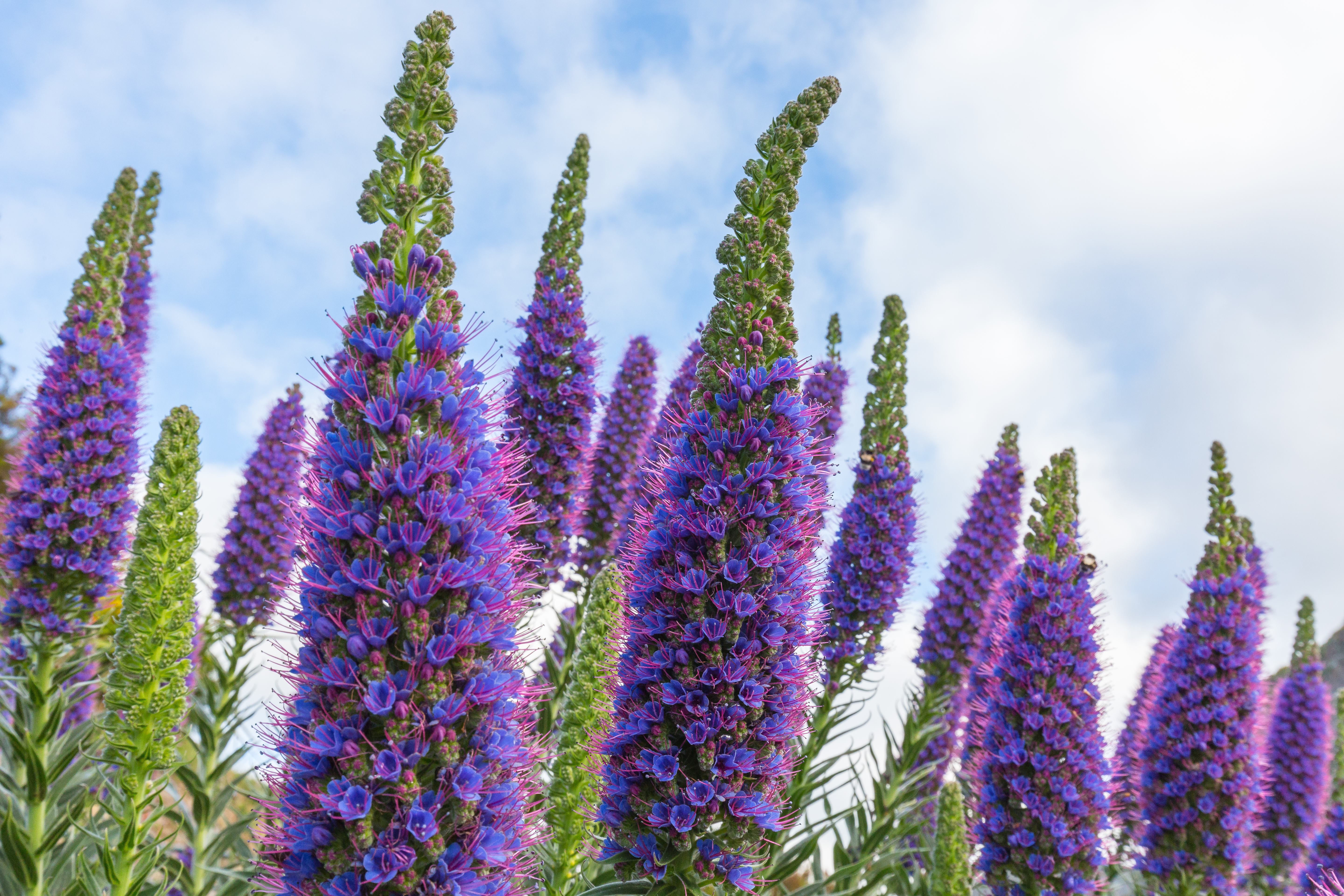 Wilted Drought-Tolerant SpeedwellPR