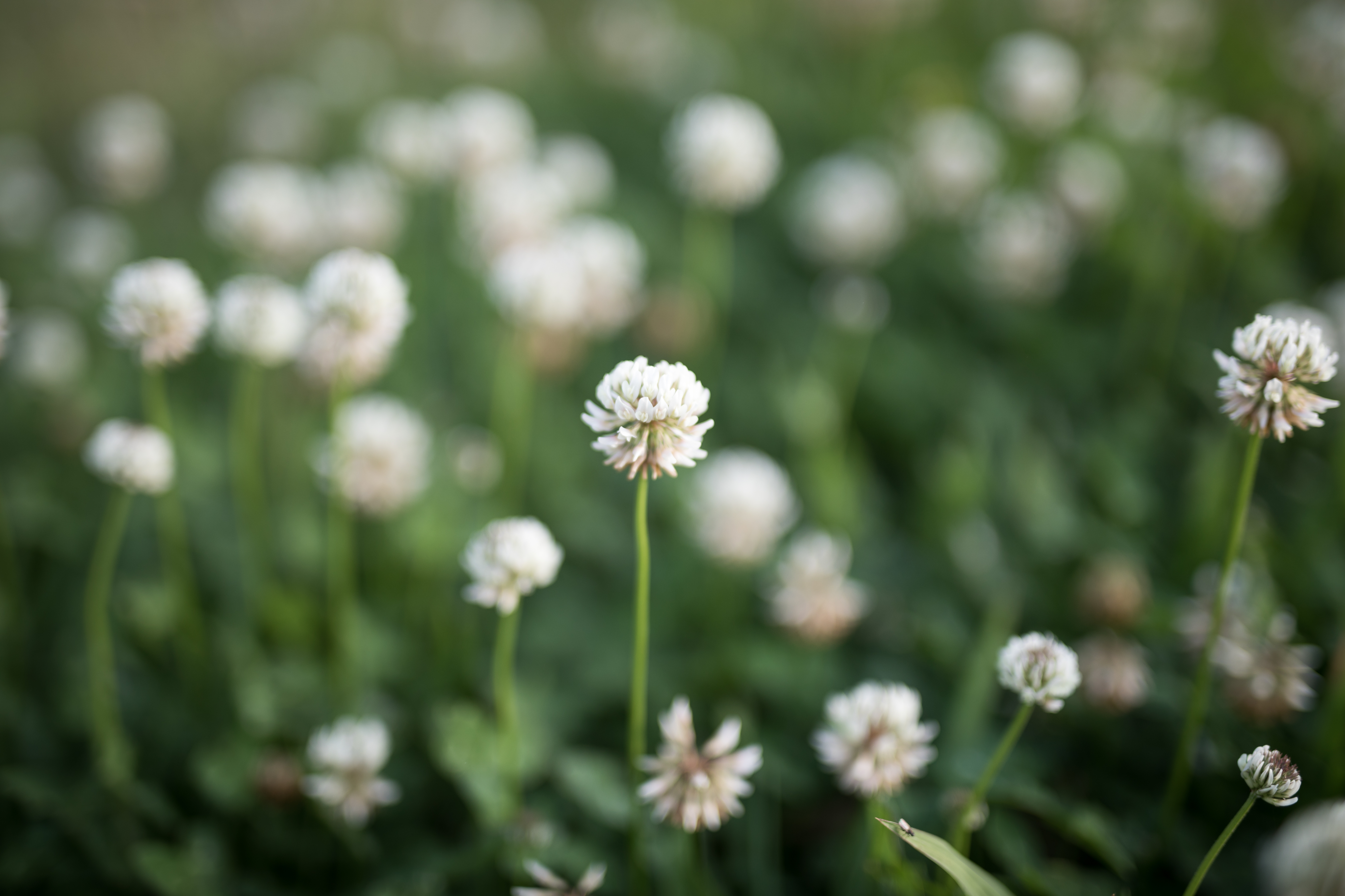 white clover - weeds