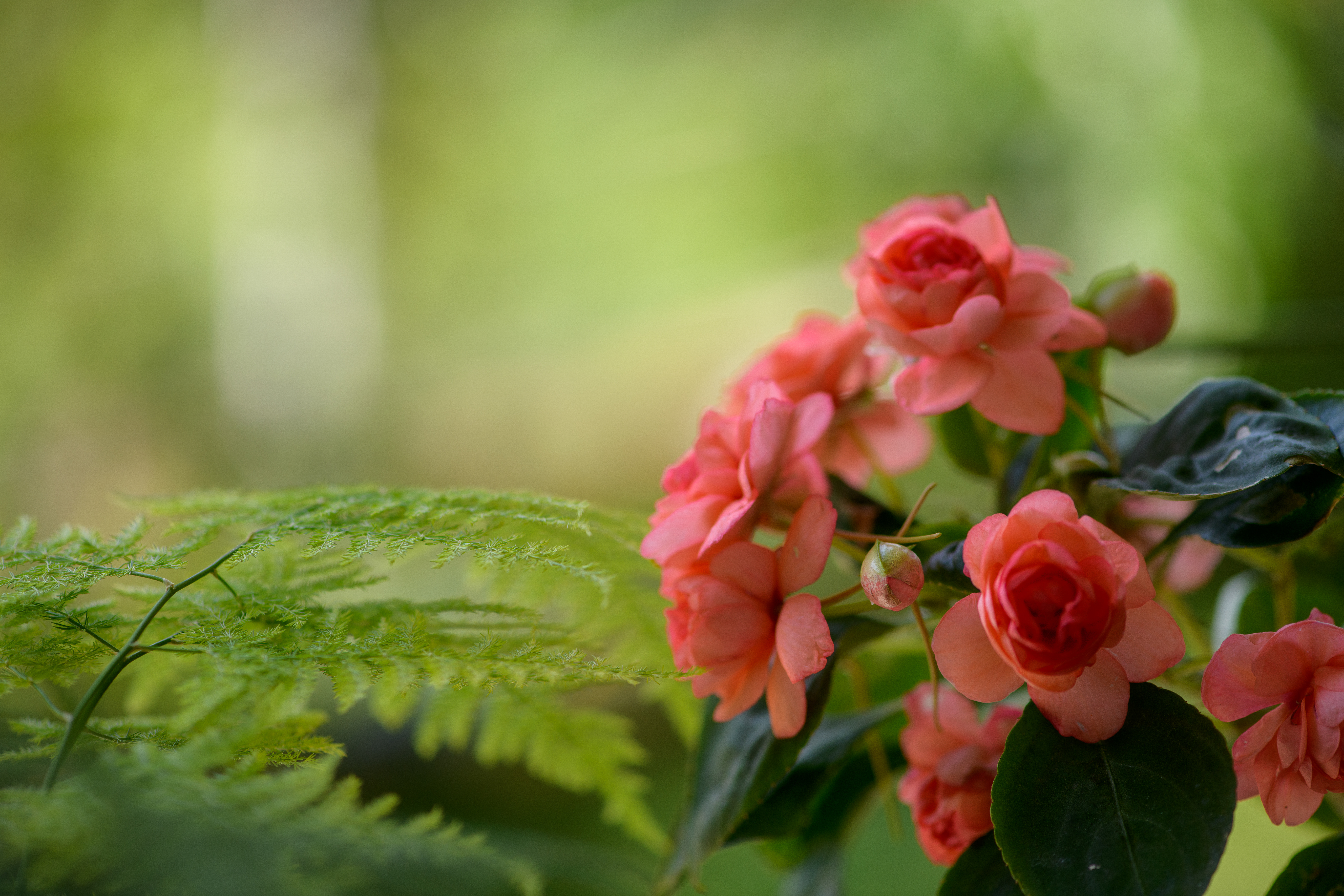 Begonias - Seasonal Color
