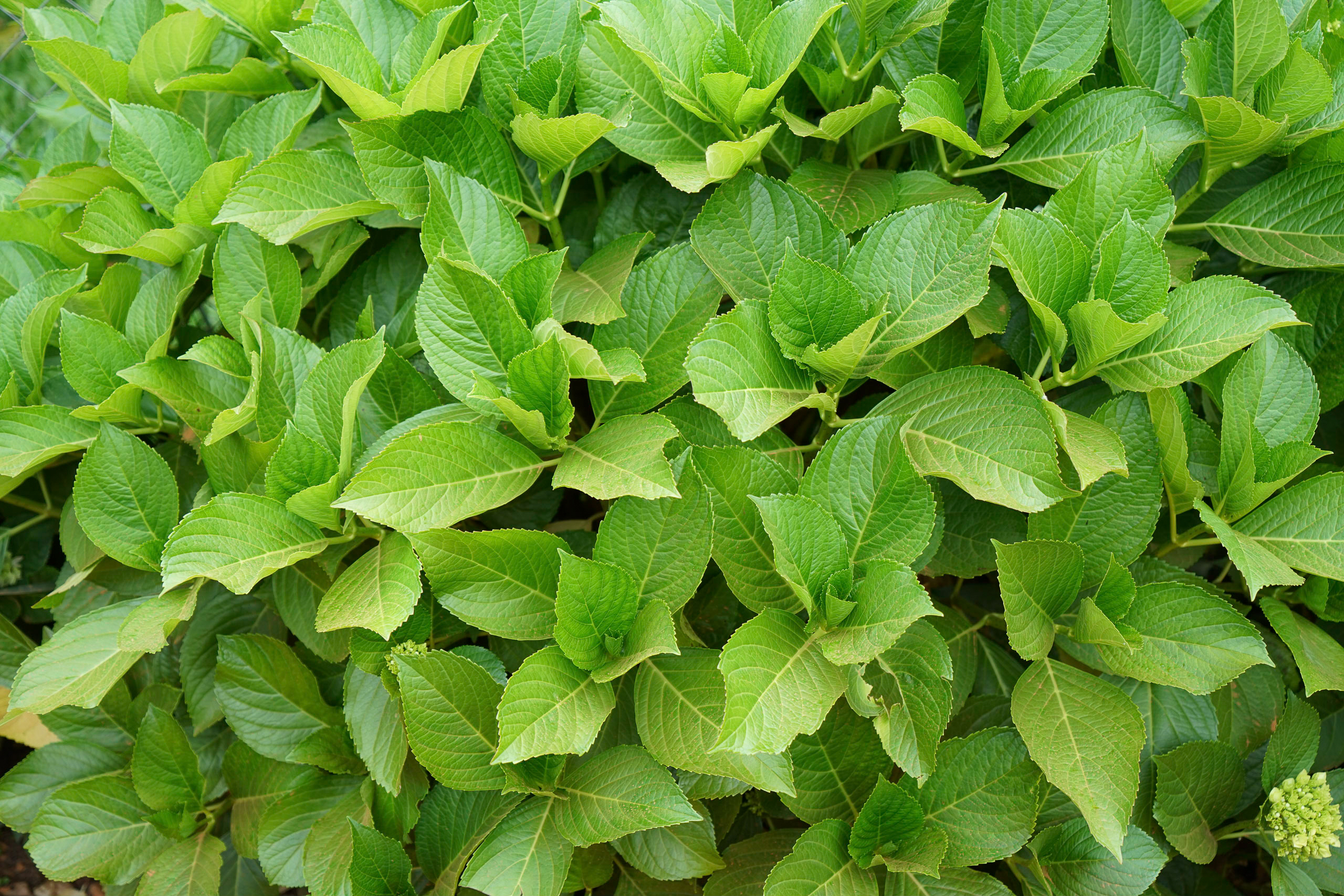 Sweet Potato Vine - Seasonal Color