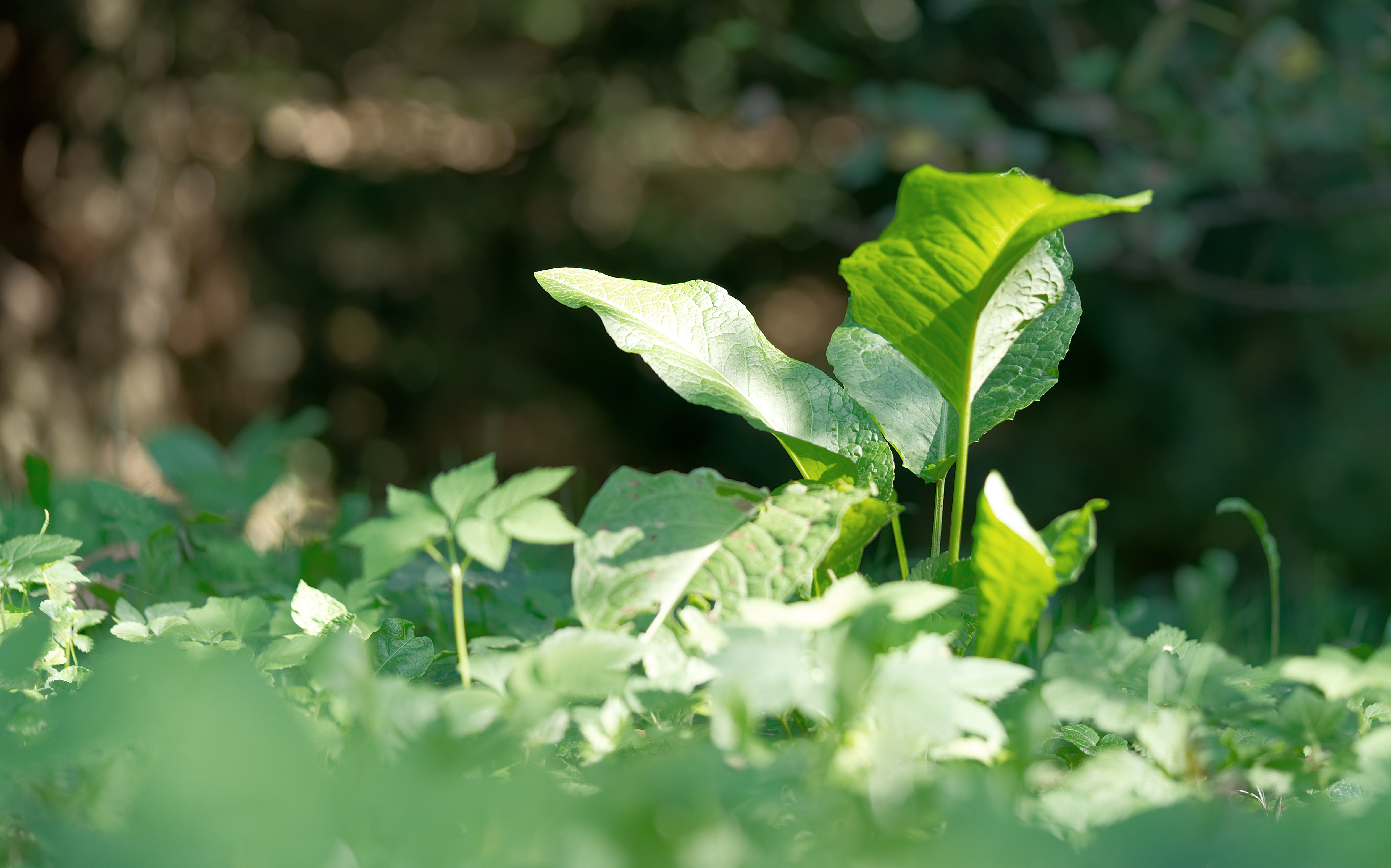 broadleaf plantain - weeds