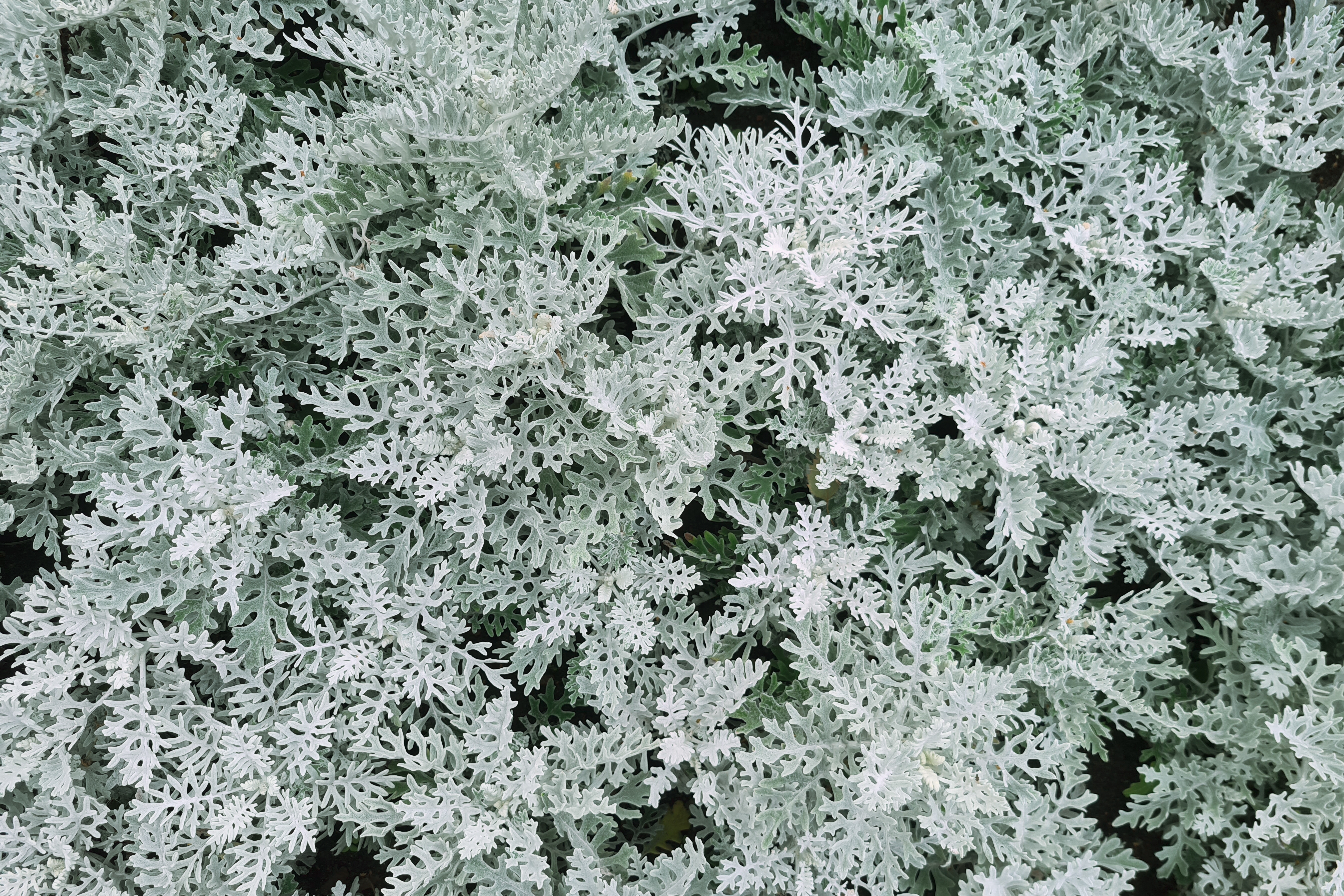 Dusty Miller - Seasonal Color