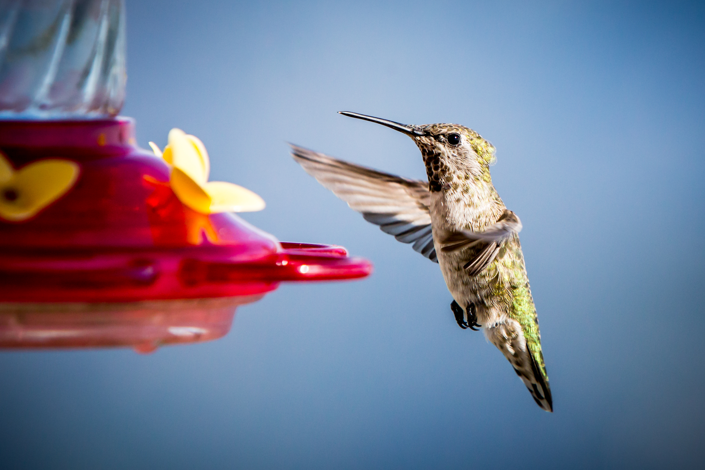Native Plants - wildlife