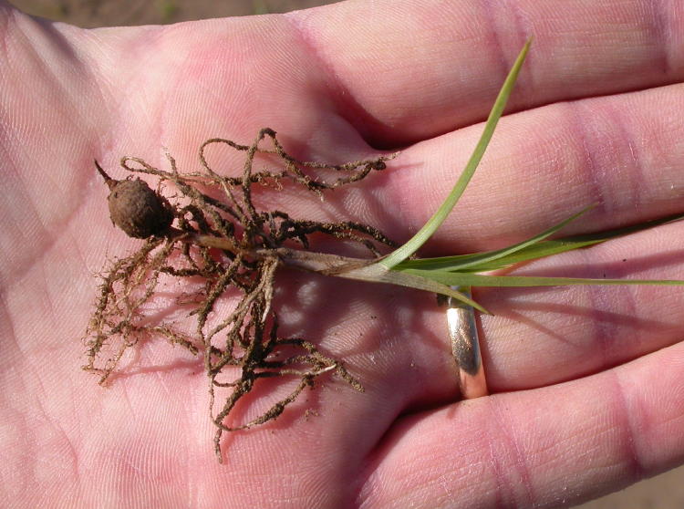 Image of Nut grass rhizomes