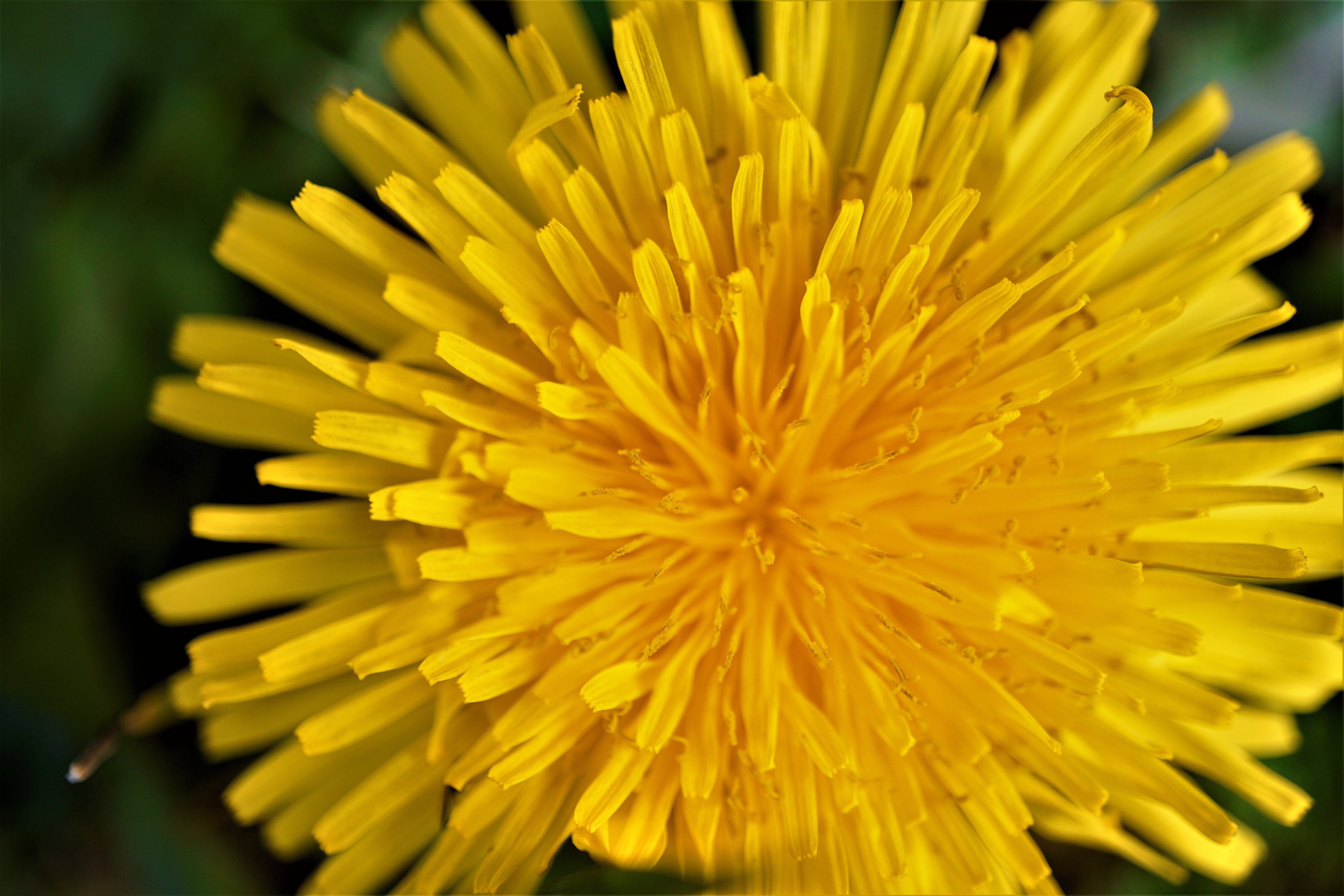 dandelion - weeds