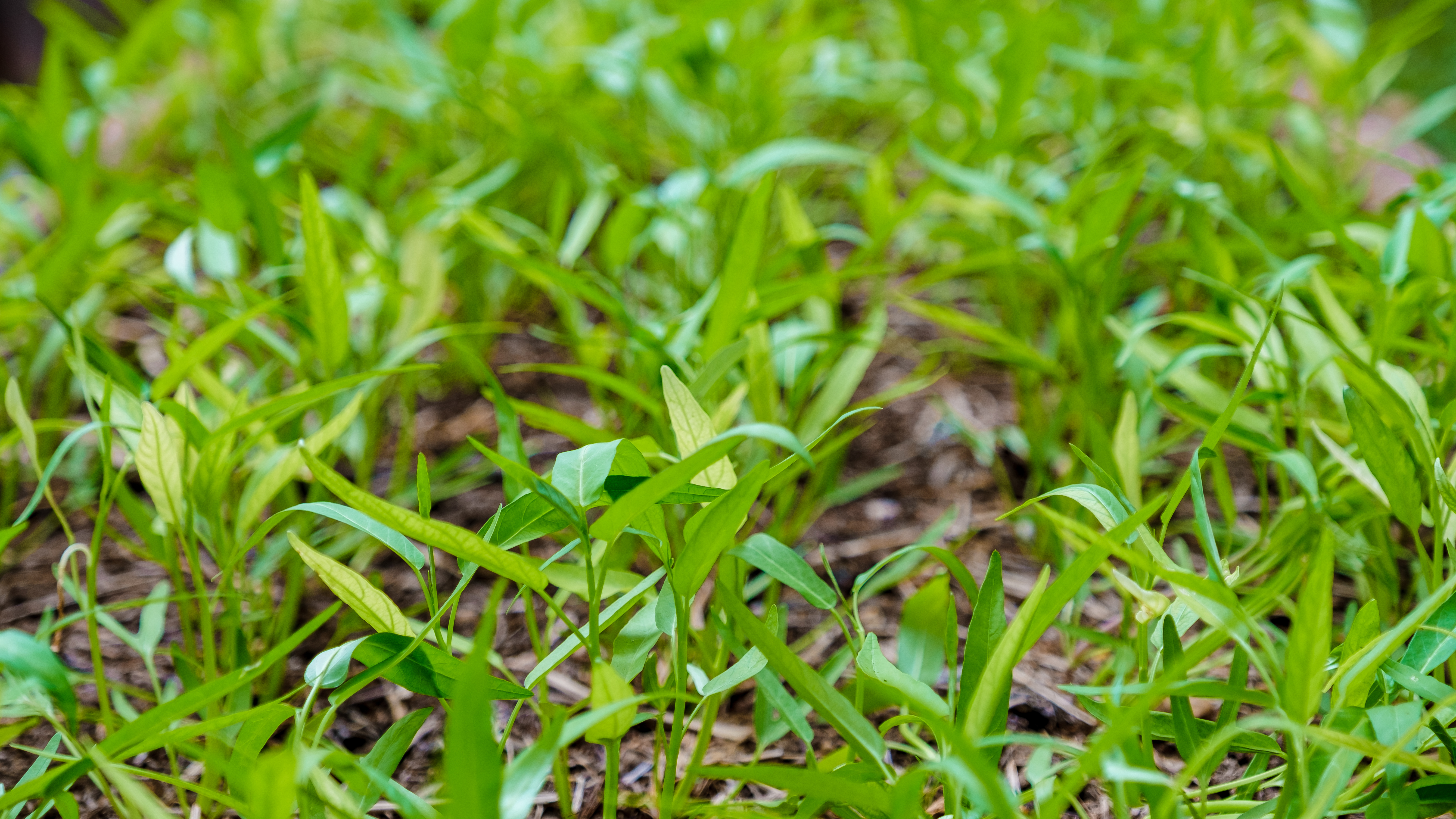 crabgrass - weeds