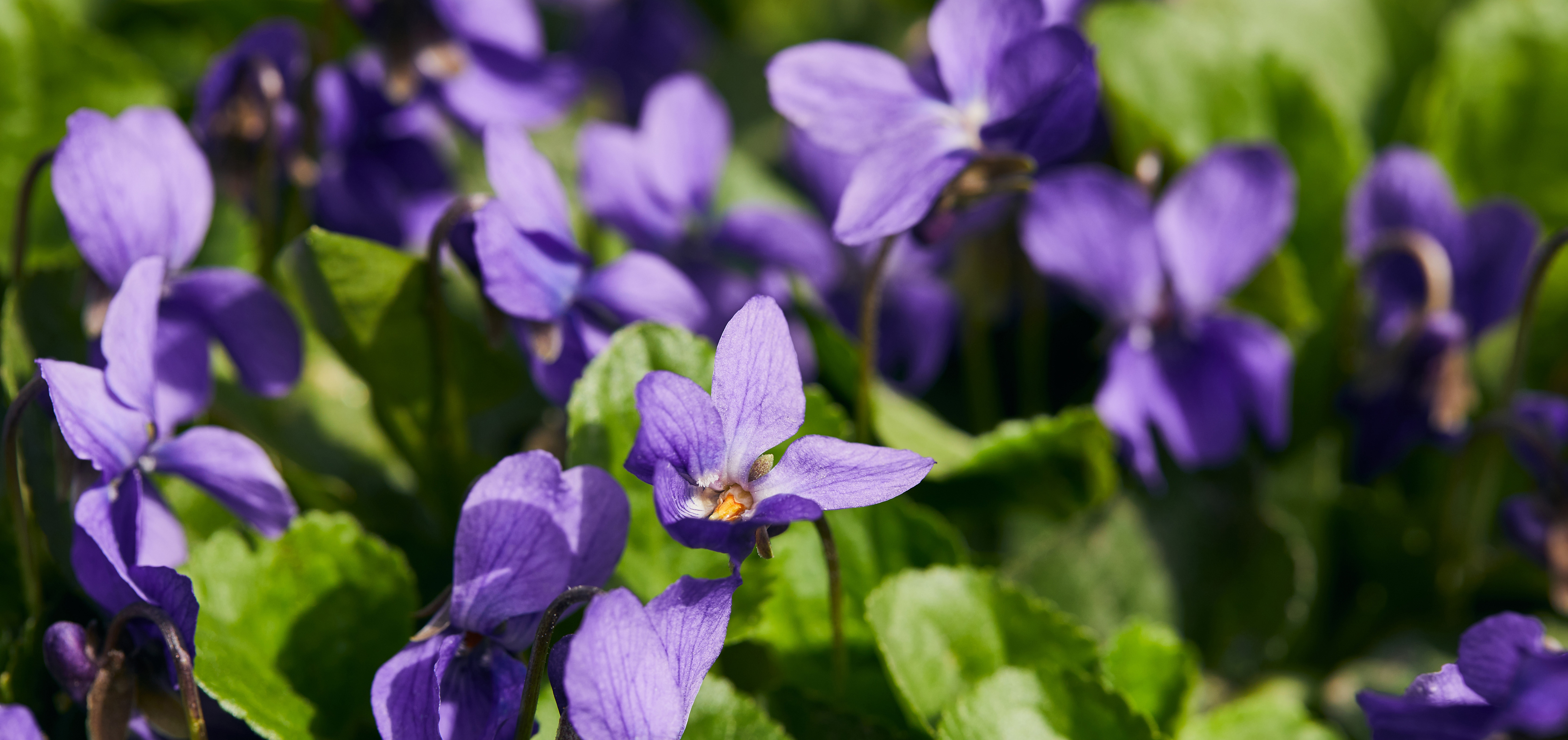 wild violets - weeds