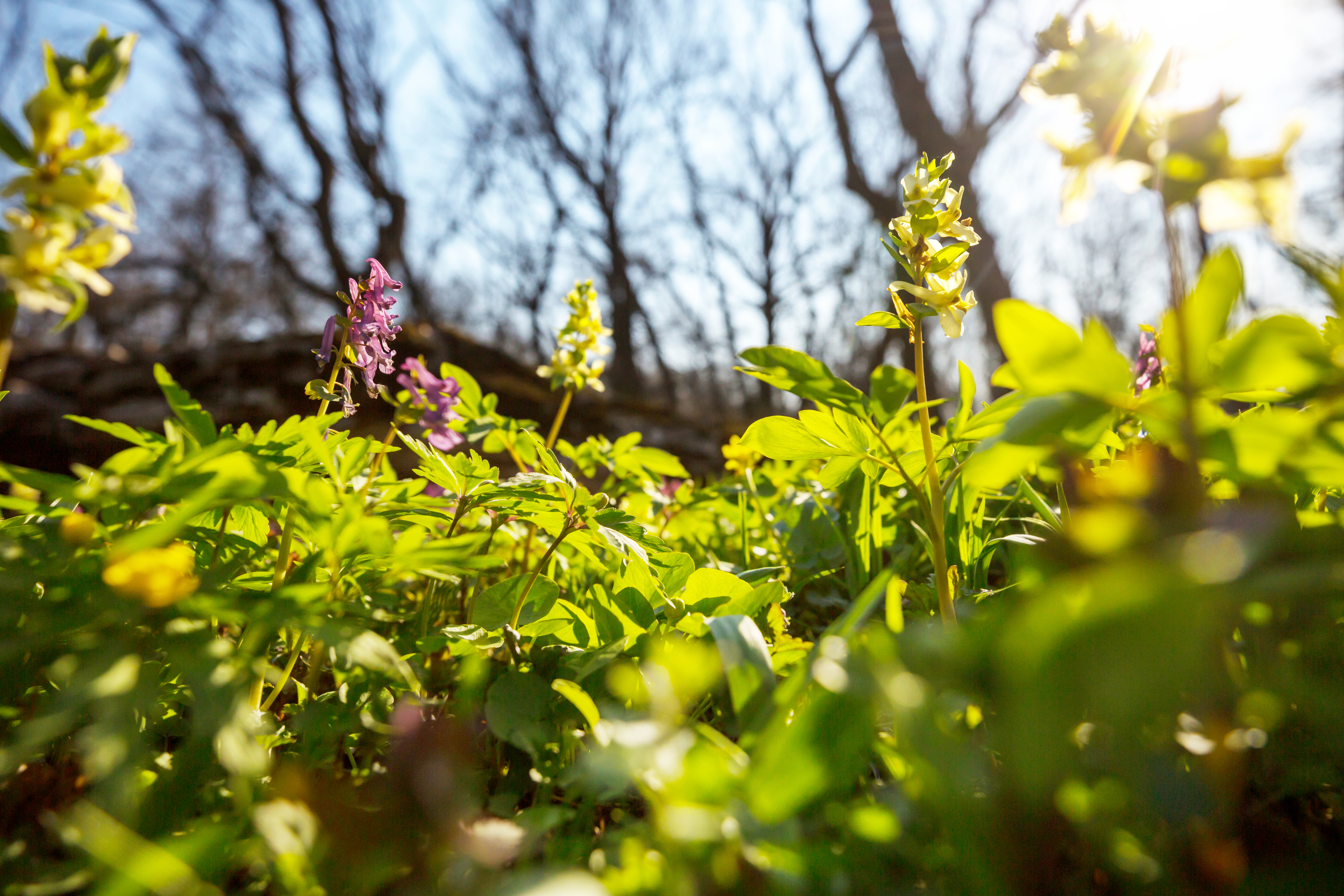 Sustainable Landscape