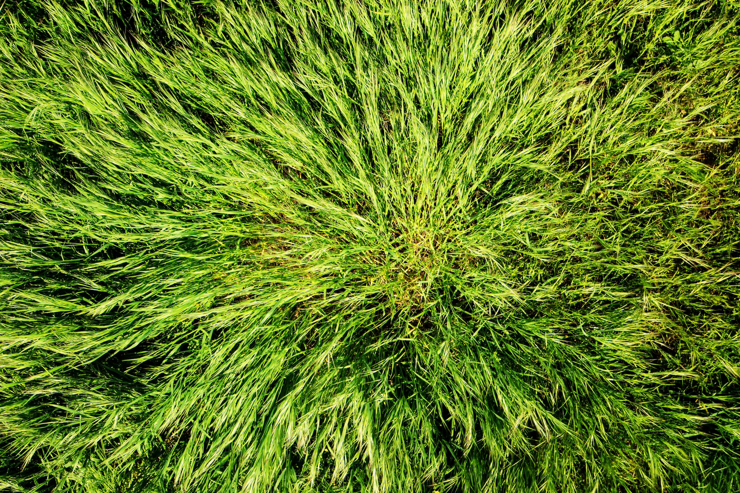 annual_bluegrass - weeds