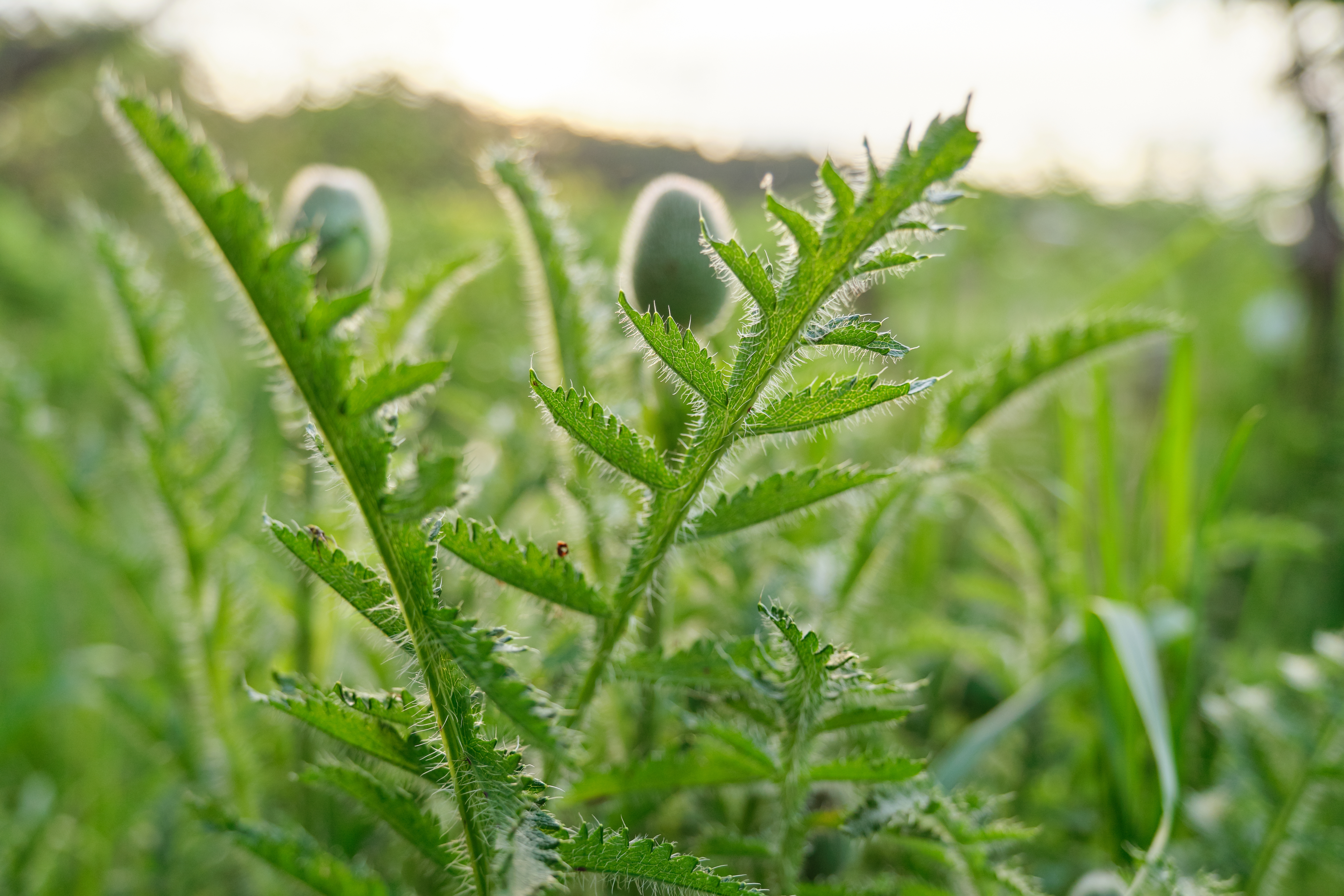 bull thistle - weeds