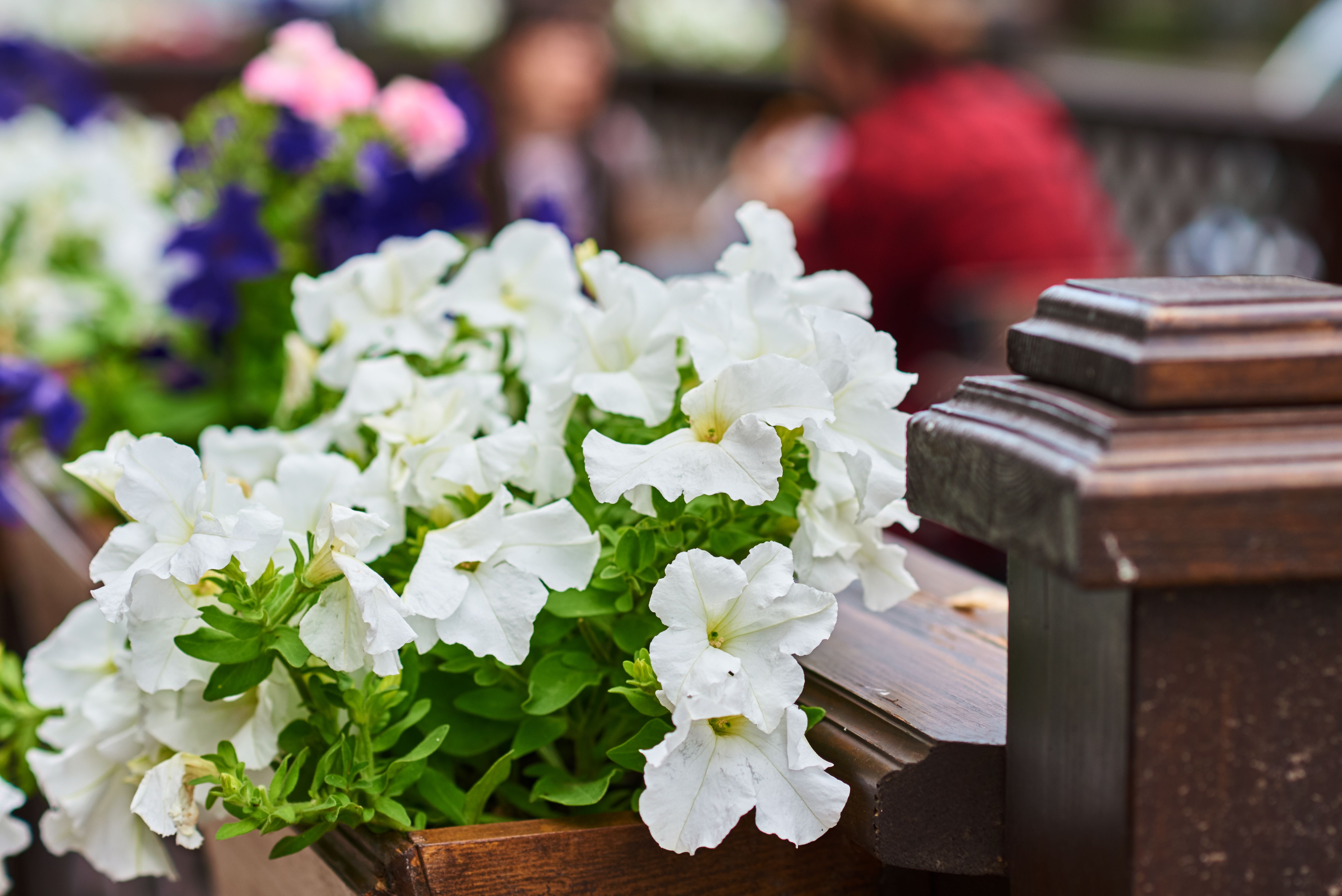 Petunias - Seasonal Color