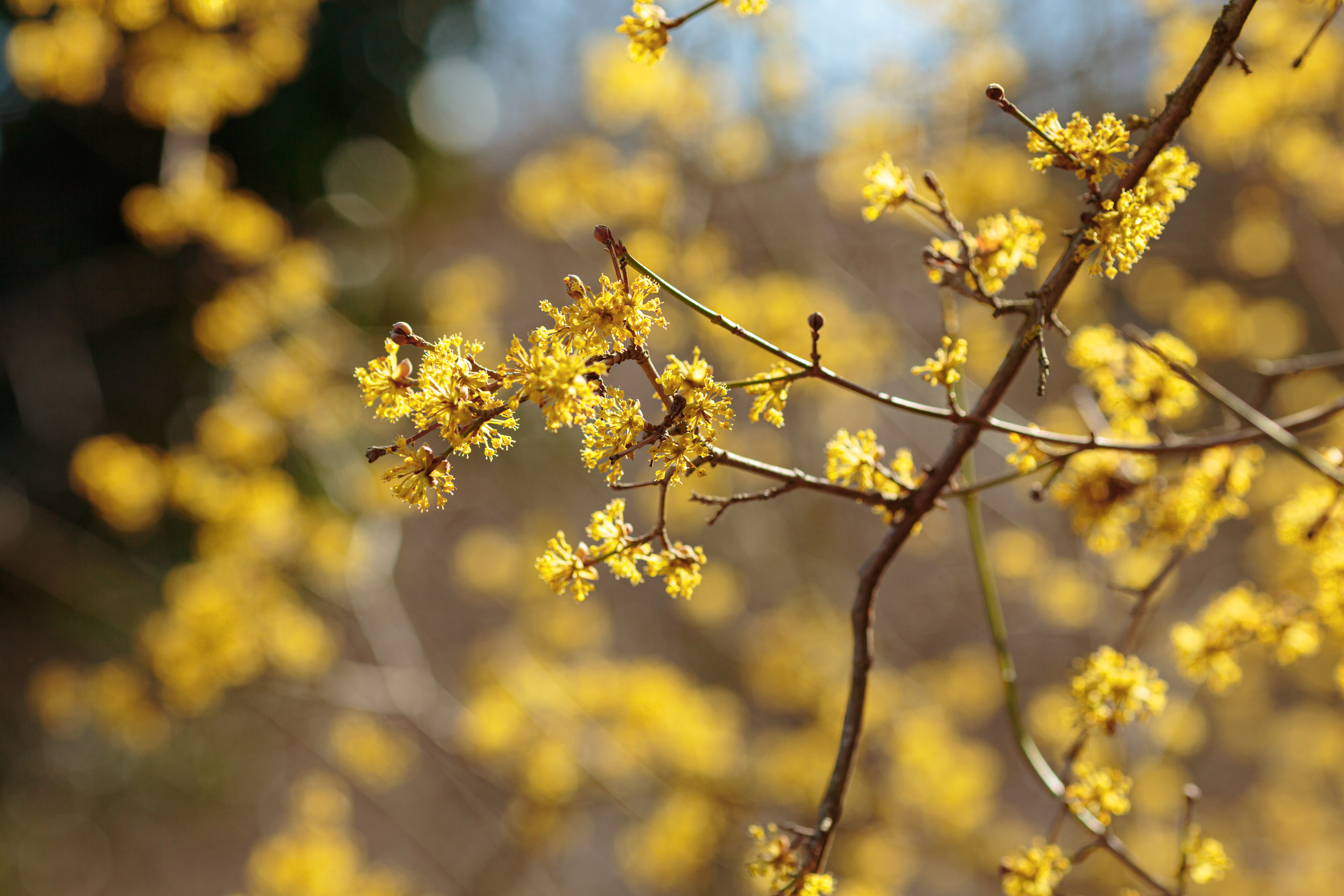Witch Hazel Shrub Winterscape